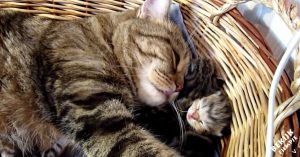 Mama is onlangs bevallen van nest kittens. Nu liggen ze samen te slapen