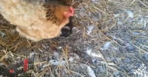 Boer gaat naar de stal toe. Dan ziet hij ineens waar de kip bovenop ligt..