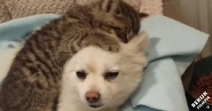 Kitten zwierf op straat. Dan maakt ‘ie kennis met z’n nieuwe maatje!