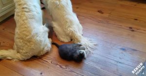 Honden kijken geconcentreerd naar baasje. En de kat kijkt weer geconcentreerd naar hun staart