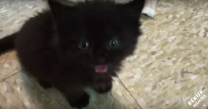 Kleine kitten heeft honger. En dat laat ‘ie weten met het schattigste geluid ooit!