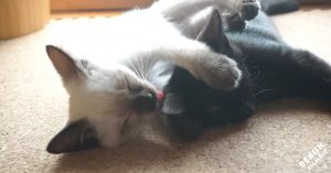 Té lief: 2 kittens liggen naast elkaar. Wat dan gebeurt is hartverwarmend