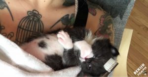 Handig én leuk: 5 manieren om een kitten op z’n gemak te laten voelen