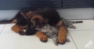 Pup en volwassen kat zijn vanaf het eerste moment beste vriendjes