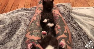 Deze 3 kittens werden onlangs gered. Nu slapen ze met z’n drietjes op schoot