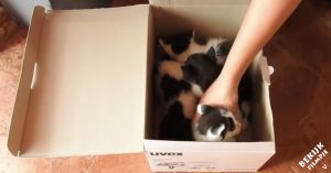 Doos met verlaten kittens wordt op straat gevonden. Dan krijgen ze de leukste pleegvader ooit..