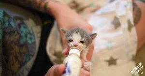 Kitten was nog maar één dag oud en al wees. Maar dan wordt het beestje gered..