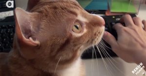 Werken met katten in de buurt? Dat is soms bijna onmogelijk, zo blijkt wel uit deze hilarische video..