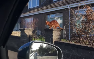 Lief: elke zit kat op dezelfde plek te wachten totdat zijn baasje thuiskomt..