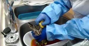 Verwilderde kittens gaan voor eerste keer in bad. En daar genieten ze zichtbaar van!