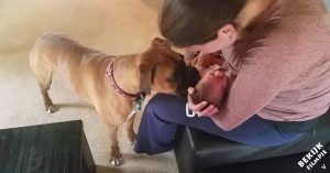 Kersverse moeder stelt hond voor aan baby. De reactie van het beestje is echt prachtig!