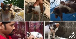 Kleine kitten werd in kritieke toestand gevonden. Maar kijk haar transformatie eens..