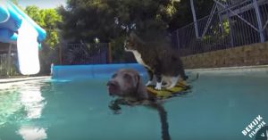 Deze kat kan werkelijk alles. Zie eens waar ‘ie allemaal toe in staat is!