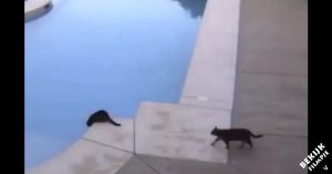 Kat zit nieuwsgierig naar het water te turen. Dan besluit de andere kat een geintje uit te halen..