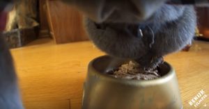 Man bevestigt GoPro aan ‘kat’. Wat dan volgt is een geweldig avontuur!