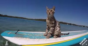 Dit is de coolste kat die er maar is. Het beestje kan zelfs surfen!