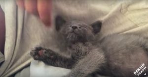 Zij aait een kleine kitten. Maar let eens op als ze stopt met aaien..