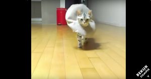 Hilarisch: dit kitten neemt de term ‘catwalk’ wel héél serieus!