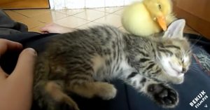Wat is schattiger dan een slapende kitten? Een kitten die slaapt met een piepklein eendje!