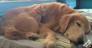 Zij vonden een weeskatje in de struiken. Wat er gebeurt als ze hem mee naar huis nemen is geweldig!