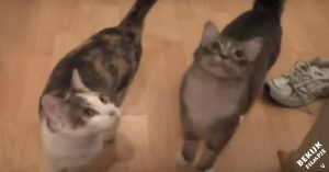 Hij filmt hoe zijn kittens gedurende 6 maanden groeien. En wat kunnen ze toch een partij miauwen met elkaar!