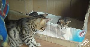 Baby kittens zitten in een doos te spelen. Dan komt mama kat bij haar welpjes kijken..