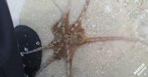Man redt octopus van dood. Dan doet het dier iets hartverwarmends!