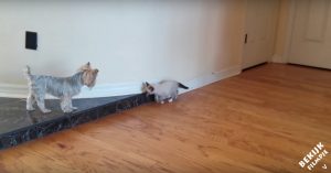 Schitterende beelden: honden die voor het eerst kennismaken met katten