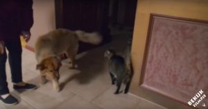 Niemand wilde deze blinde hond adopteren, op deze mensen na. Nu is ‘ie beste vrienden met de huiskat