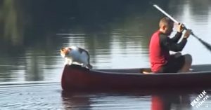 Deze kat is dol op water. Zie maar eens wat het beestje doet als hij in de boot zit