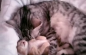 Kat ligt te slapen met kitten. Dat is zó lief!