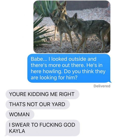coyote-11
