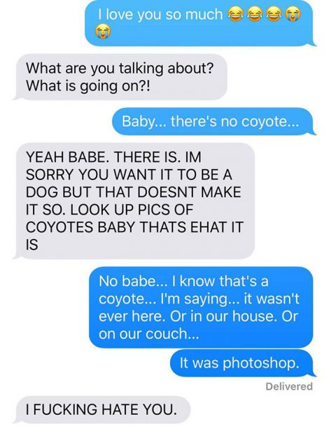 coyote-12