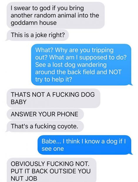 coyote-2