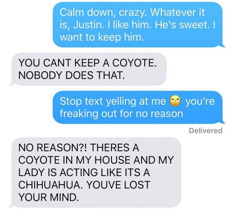 coyote-4