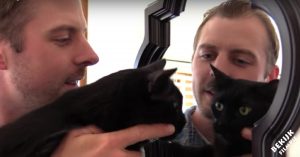 Herkenbaar: 10 dingen die alle kattenliefhebbers wel eens hebben gedaan