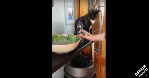 Kat ziet lege fles liggen. Let op wat deze deugniet dan doet!