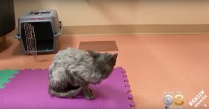 Afgrijselijk: zij staan op het punt om het vuilnis plat te drukken. Dan horen ze gemiauw..