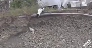 Kleine pup zit vast in diepe put. Deze zorgzame kat besluit om in actie te komen