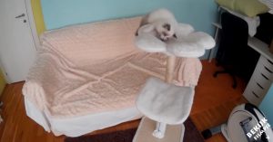 Kat krijgt nieuw speeltje. Dat zorgt voor een hoop verbazing!