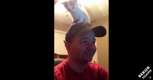 De favoriete plek van deze kleine kitten? Bovenop het hoofd van haar baasje..