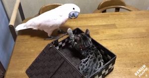 Kaketoe speelt met kitten, maar dan fopt de vogel de kitten…