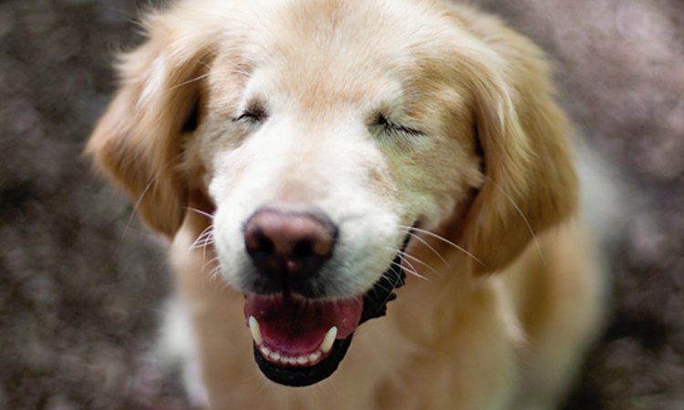 smiley-blinde-hond