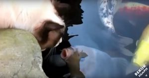 Kat sluipt naar koi karpers. Maar er gebeurt niet wat je zou verwachten…