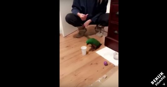 vogel-bottle-flip