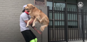 Springende dieren. Dat zorgt natuurlijk voor een hele hoop schattigheid