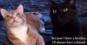 Hoe ‘bromance’ er bij katten uitziet? Deze twee katten laten het zien
