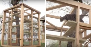 Ken je de ‘Catio’ al? Een uitgebreide patio, voor de kat!