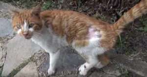 Gewonde kat roept om hulp. Dat is het begin van een hartverwarmend verhaal..