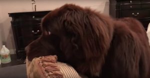 Hond brengt ‘gestolen’ kussen terug naar baasje. Maar dan doet hij iets hilarisch!